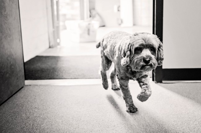 Courage in Stone - A Day in the Life of 013